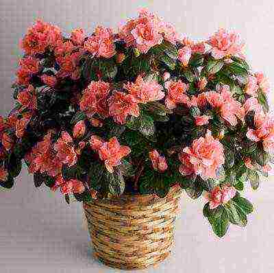 is it possible to grow rhododendron at home