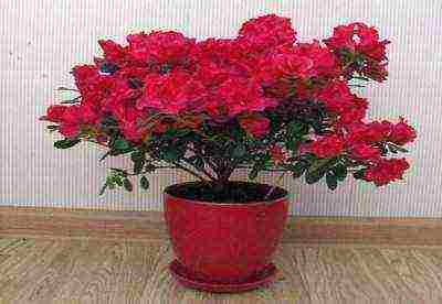 is it possible to grow rhododendron at home