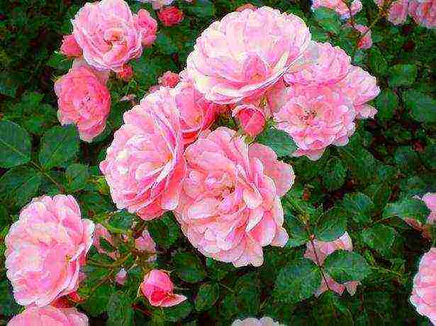 is it possible to grow a garden rose at home