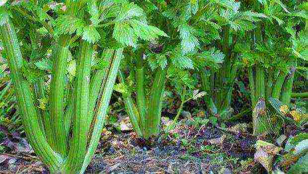 posible bang palaguin ang celery sa bahay