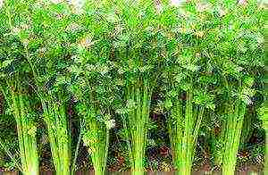 is it possible to grow celery at home