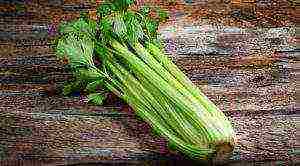 is it possible to grow celery at home