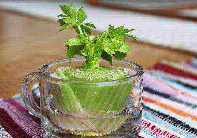 is it possible to grow celery at home