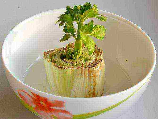 is it possible to grow celery at home