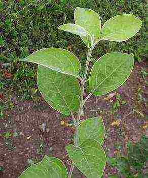 posible bang palaguin ang Japanese quince sa bahay