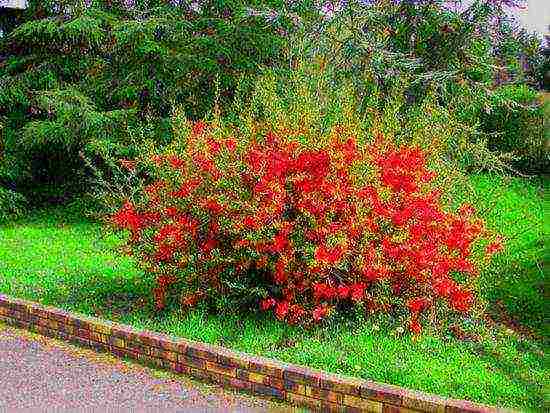 posible bang palaguin ang Japanese quince sa bahay