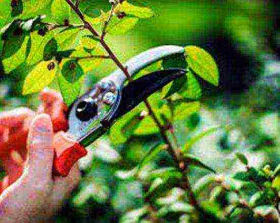 posible bang palaguin ang Japanese quince sa bahay