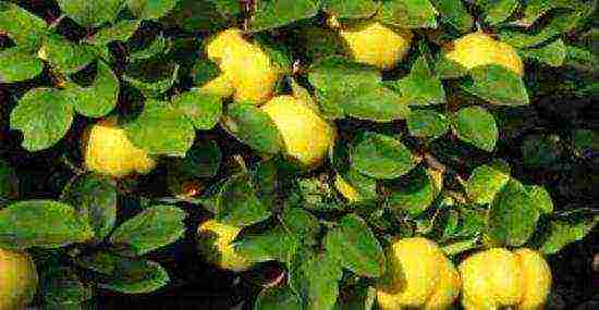 is it possible to grow Japanese quince at home