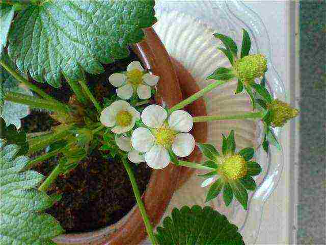 is it possible to grow strawberries at home in winter