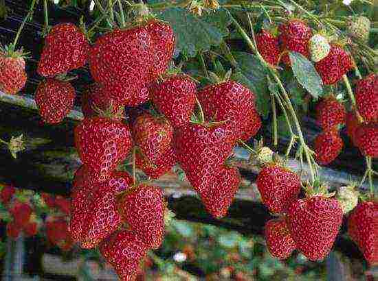 is it possible to grow strawberries at home in winter