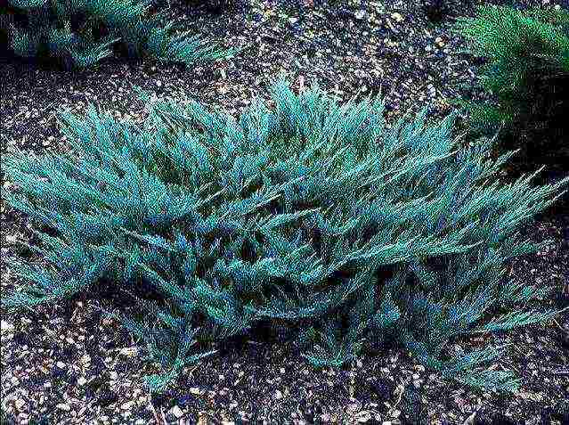 juniper blue chip planting and care in the open field