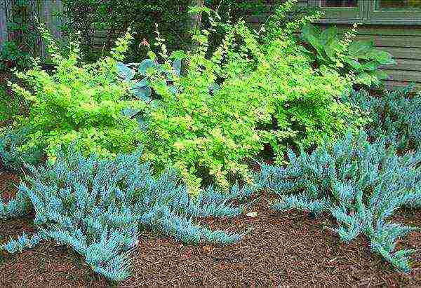 juniper blue chip planting and care in the open field