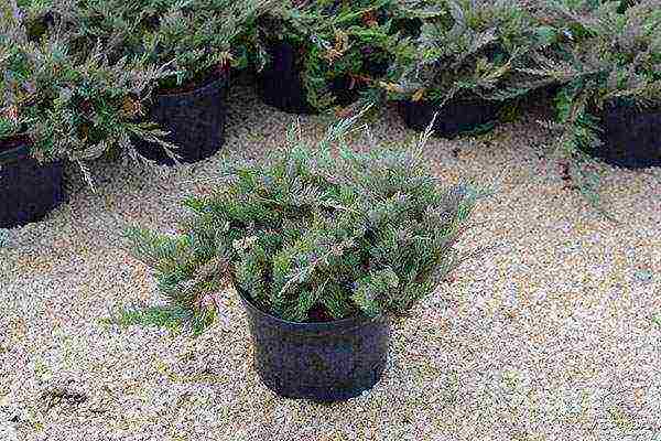 juniper blue chip planting and care in the open field