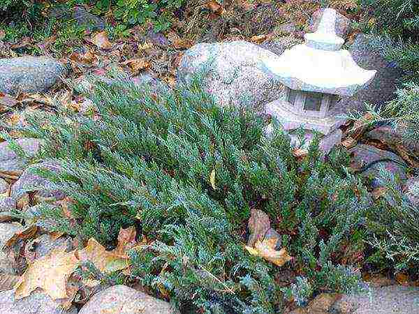 juniper blue chip planting and care in the open field