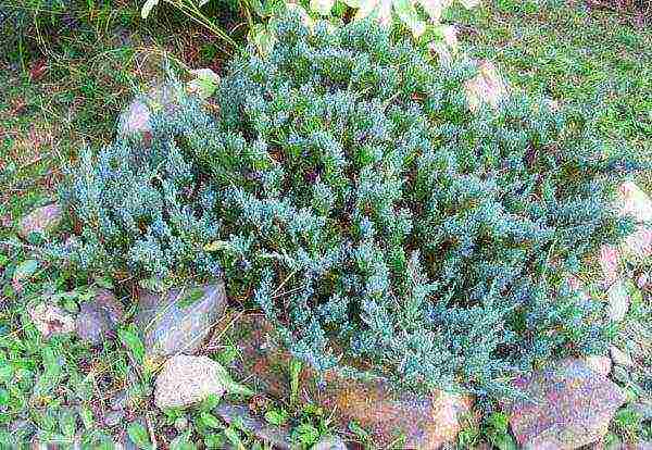 pagtatanim ng juniper blue chip at pangangalaga sa bukas na bukid