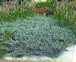 juniper blue chip planting and care in the open field