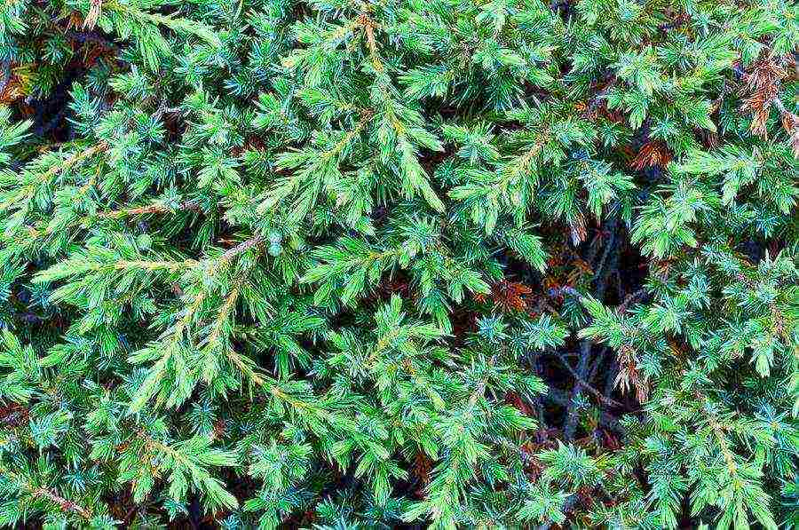 juniper blue chip planting and care in the open field