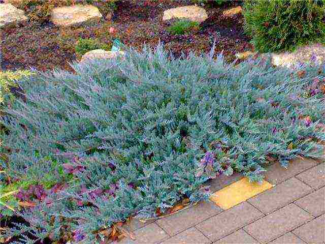 juniper blue chip planting and care in the open field