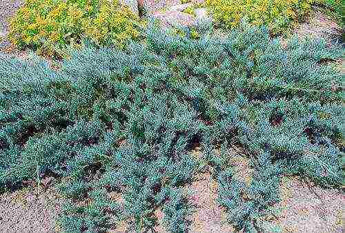 pagtatanim ng juniper blue chip at pangangalaga sa bukas na bukid