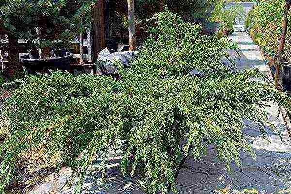 juniper blue carpet planting and care in the open field