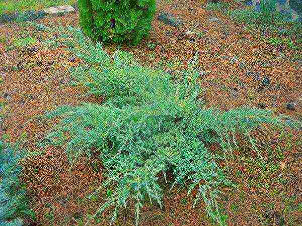 juniper blue carpet planting and care in the open field