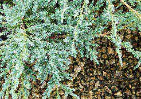 juniper blue carpet planting and care in the open field