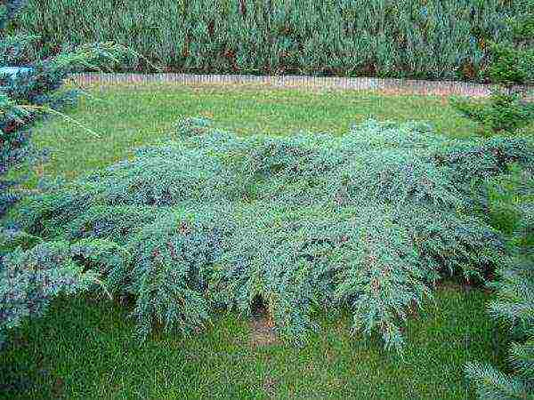 juniper blue carpet planting and care in the open field