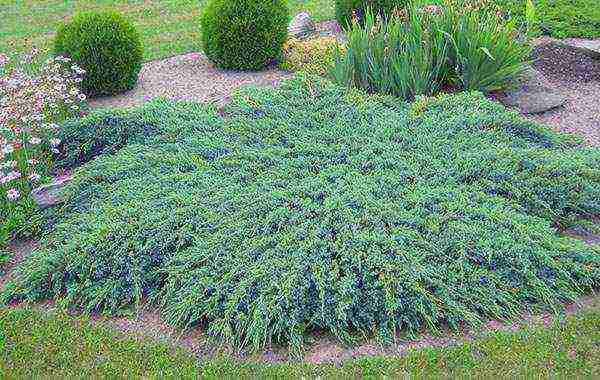 juniper blue carpet planting and care in the open field