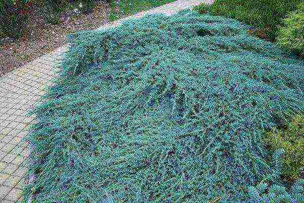 juniper blue carpet planting and care in the open field