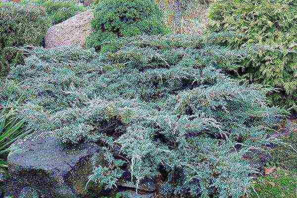 juniper blue carpet planting and care in the open field