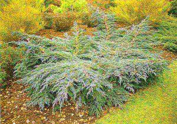 juniper blue carpet planting and care in the open field