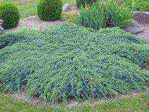 juniper blue carpet planting and care in the open field