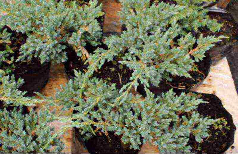 juniper blue carpet planting and care in the open field