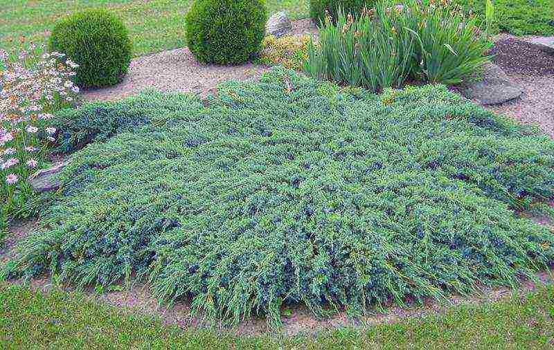 juniper blue carpet planting and care in the open field