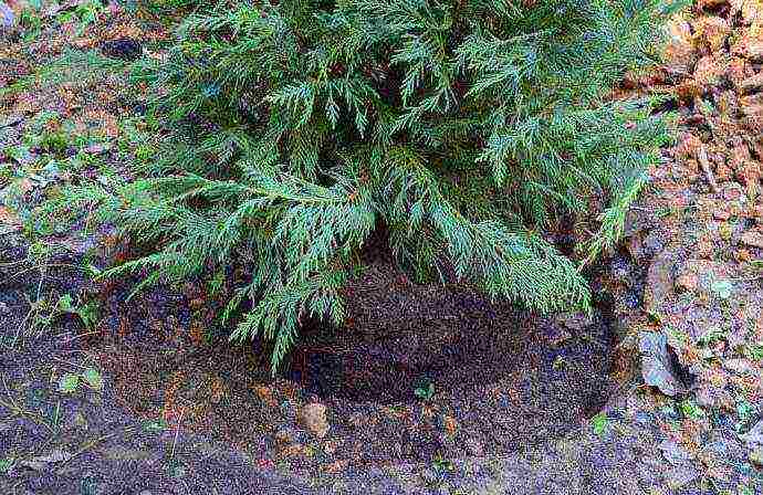 juniper blue carpet planting and care in the open field