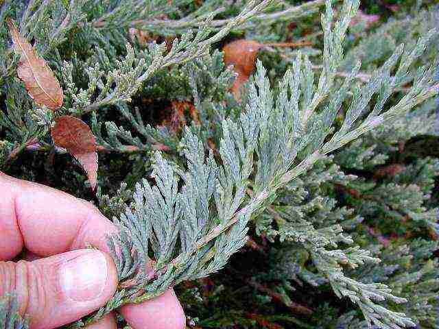 juniper blue carpet planting and care in the open field