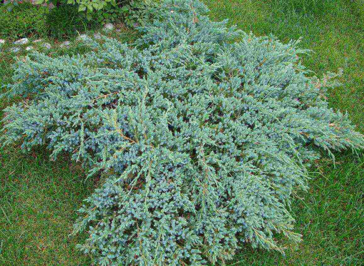 juniper blue carpet planting and care in the open field