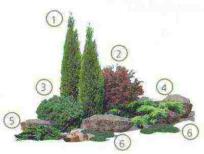 juniper horizontal care and planting and care in the open field