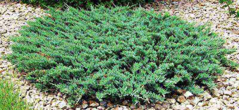 juniper horizontal care and planting and care in the open field