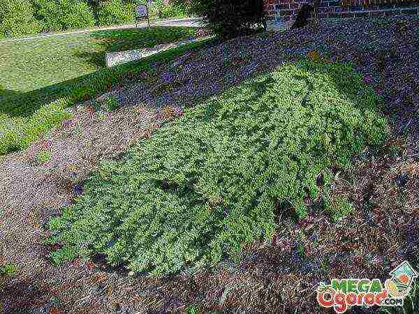 juniper horizontal care and planting and care in the open field