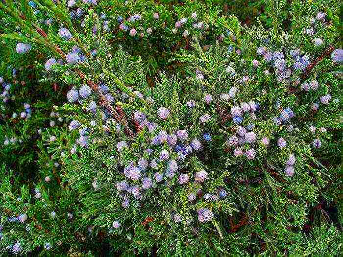 juniper horizontal care and planting and care in the open field