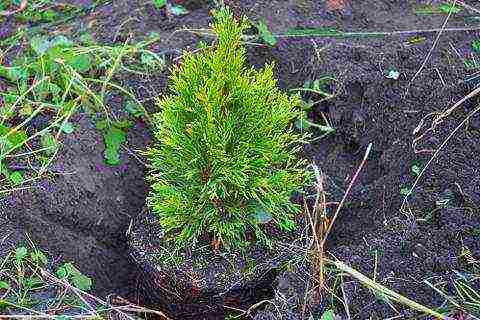 ang juniper pahalang na pangangalaga at pagtatanim at pangangalaga sa bukas na bukid