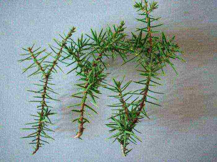 ang juniper pahalang na pangangalaga at pagtatanim at pangangalaga sa bukas na bukid