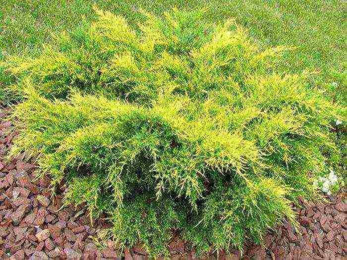 ang juniper pahalang na pangangalaga at pagtatanim at pangangalaga sa bukas na bukid