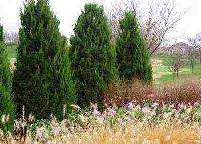 juniper horizontal care and planting and care in the open field