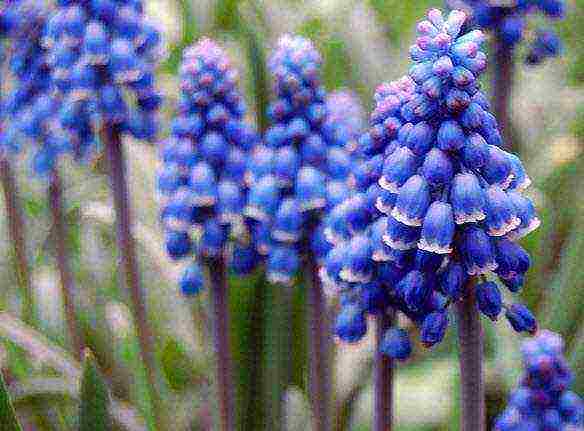 pagtatanim ng muscari at pag-aalaga sa labas ng siberia