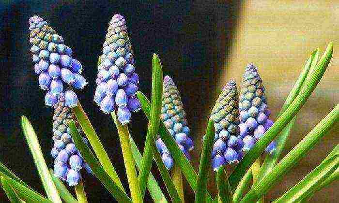 muscari planting and care outdoors in siberia