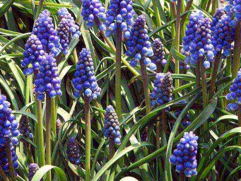 pagtatanim ng muscari at pag-aalaga sa labas ng siberia