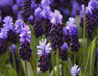 muscari planting and care outdoors in siberia