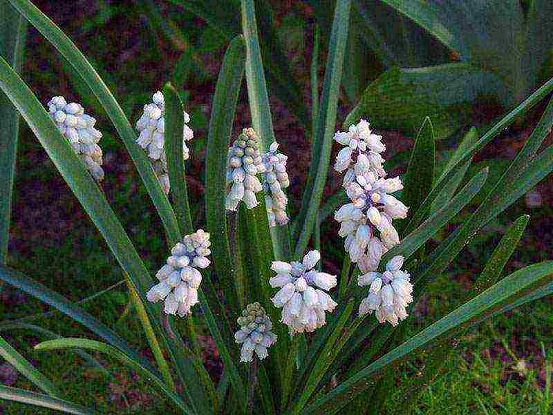 muscari planting and care outdoors in siberia